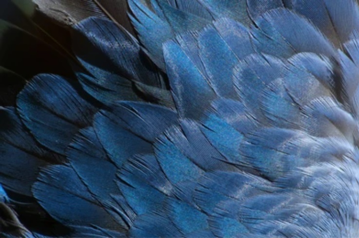 plume bleu canard